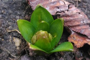 W poszukiwaniu wiosny - kl. 1b i 3