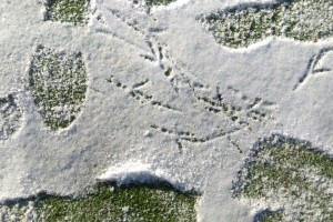 Klasa 1 - dokarmiamy ptaki