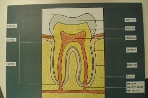 Klasa 2b - spotkanie z panią stomatolog