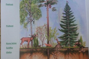 Klasa 2a - prace plastyczne: warstwy lasu