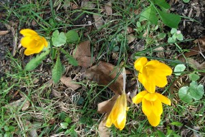 Klasy 2b i 3 - wiosna w parku i w muzyce