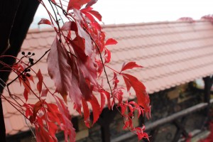 Klasy 6, 7a, 7b - jesienny rajd na Zamek Grodziec