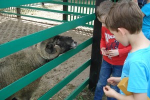 Klasy 1-3 - Krzeptów, Zielona Dolina